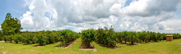 Blueberry Heaven Orchard